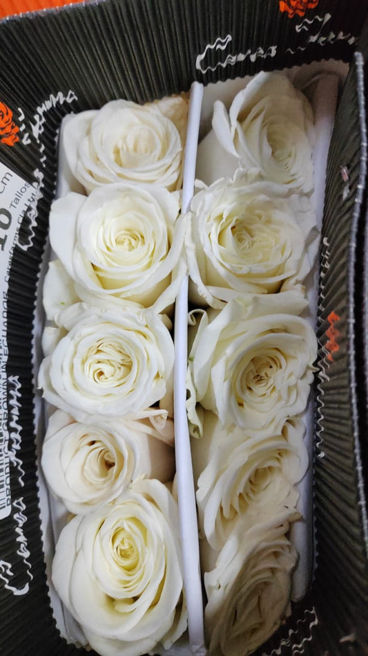 Ecuador Rose｜Playa Blanca｜10 Stalks (Pre-order)