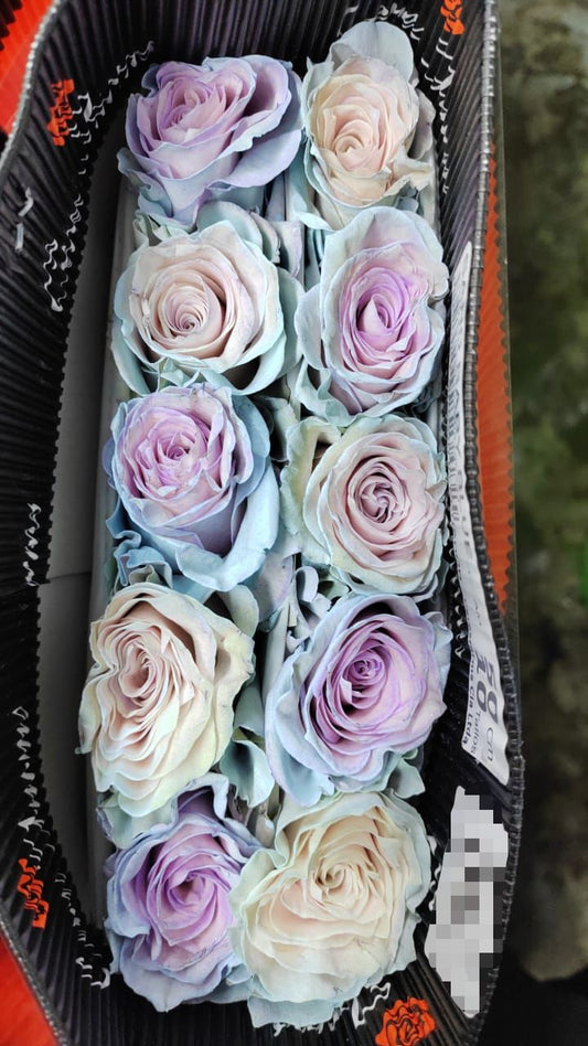Ecuador Rose（Dyed）｜Blue Sand ｜10 Stalks (Pre-order)