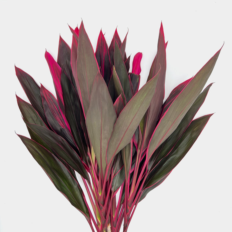 Cordyline｜1 Bundle [Malaysia]