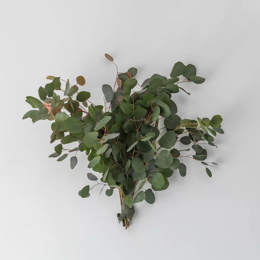 Eucalyptus Dollar 苹果尤加利｜1 Bundle [CN]