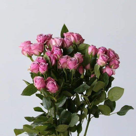 Lavender Irishka｜Spray Rose｜10 Stalks [Kenya]