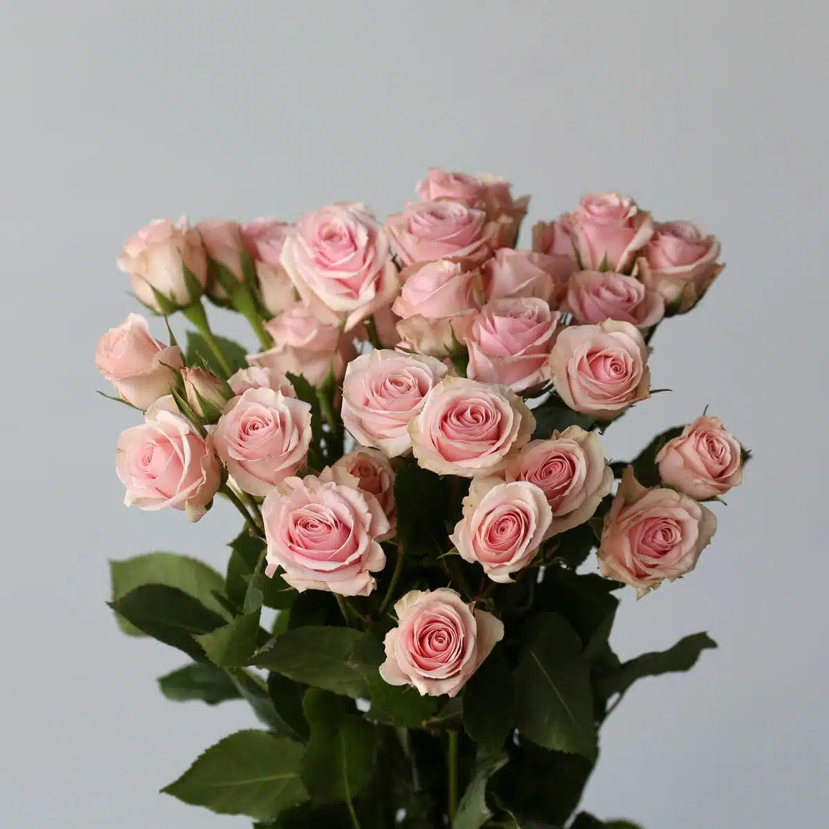 Star Blush｜Spray Rose ｜10 Stalks [Kenya]