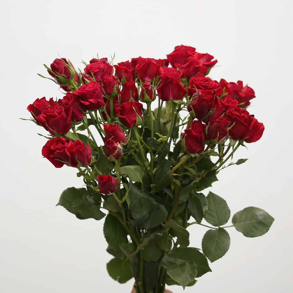 Red Scarlet｜Spray Rose｜10 Stalks [CN]