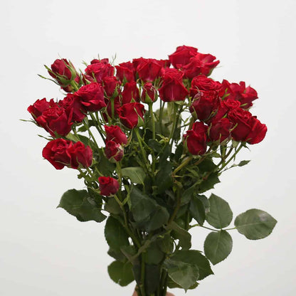 Red Scarlet｜Spray Rose｜10 Stalks [CN]
