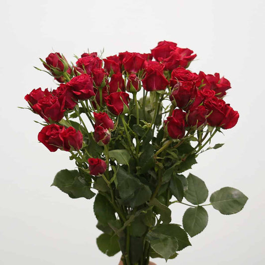 Red Scarlet｜Spray Rose｜10 Stalks [CN]