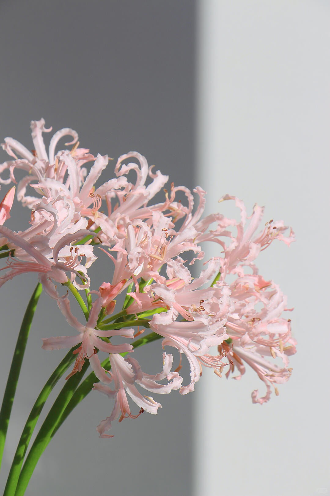 Nerine Pink 石蒜花 ｜4 Stalks [Holland]