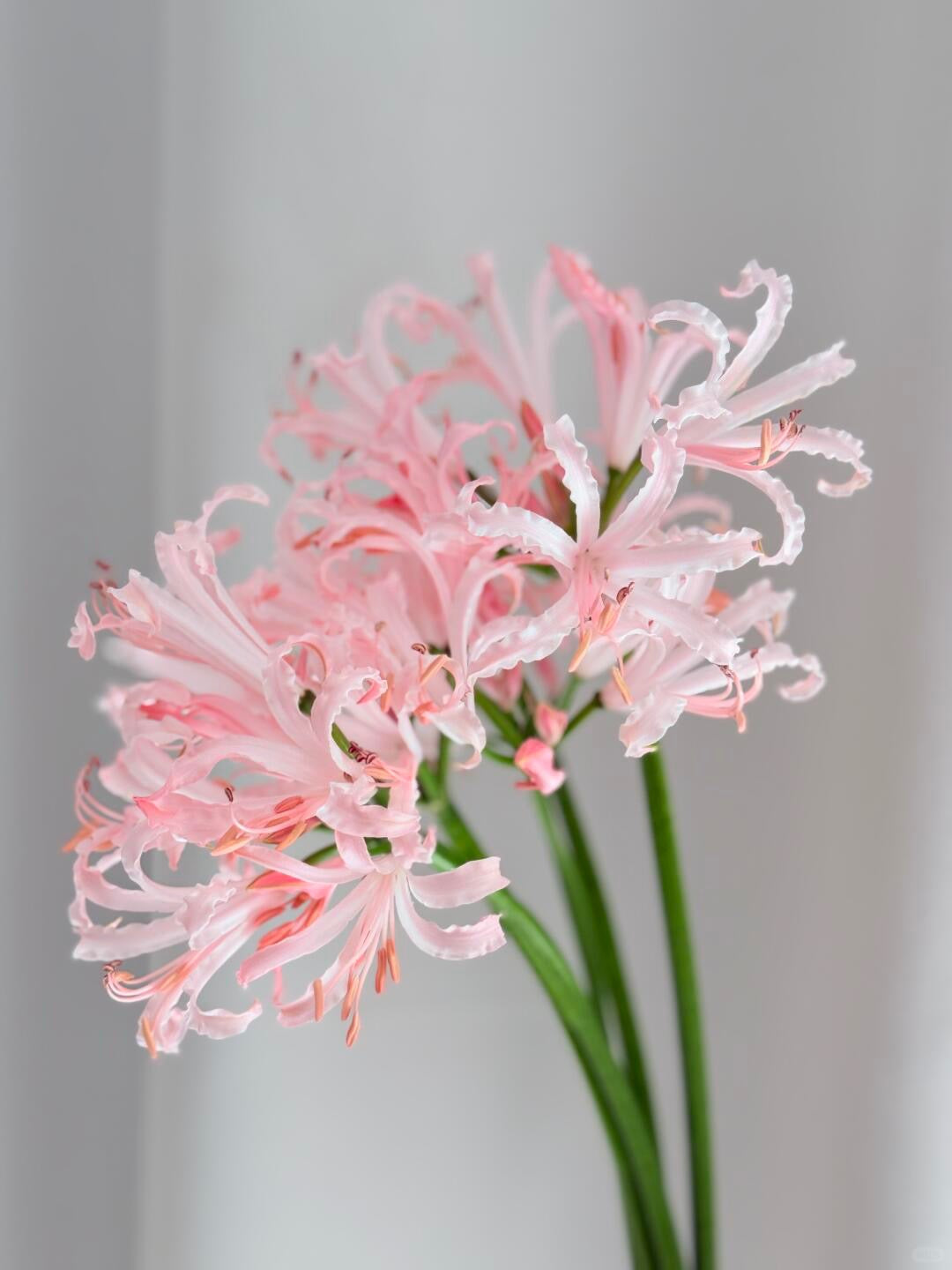 Nerine Pink 石蒜花 ｜4 Stalks [Holland]