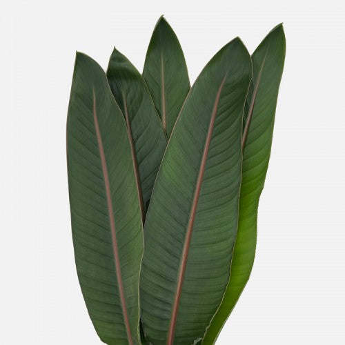 Sterlitzia Leaf 天堂鸟 ｜5 Stalks [Malaysia]