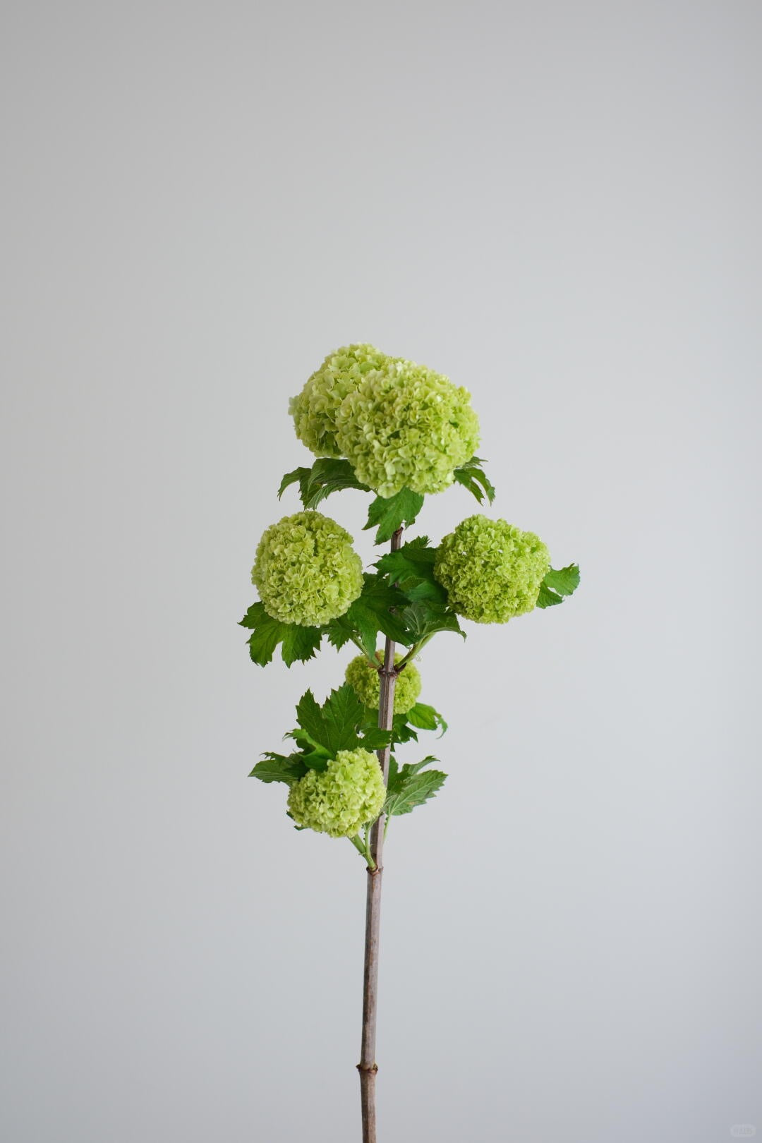 Viburnum Green 木绣球｜5 Stalks [Holland]