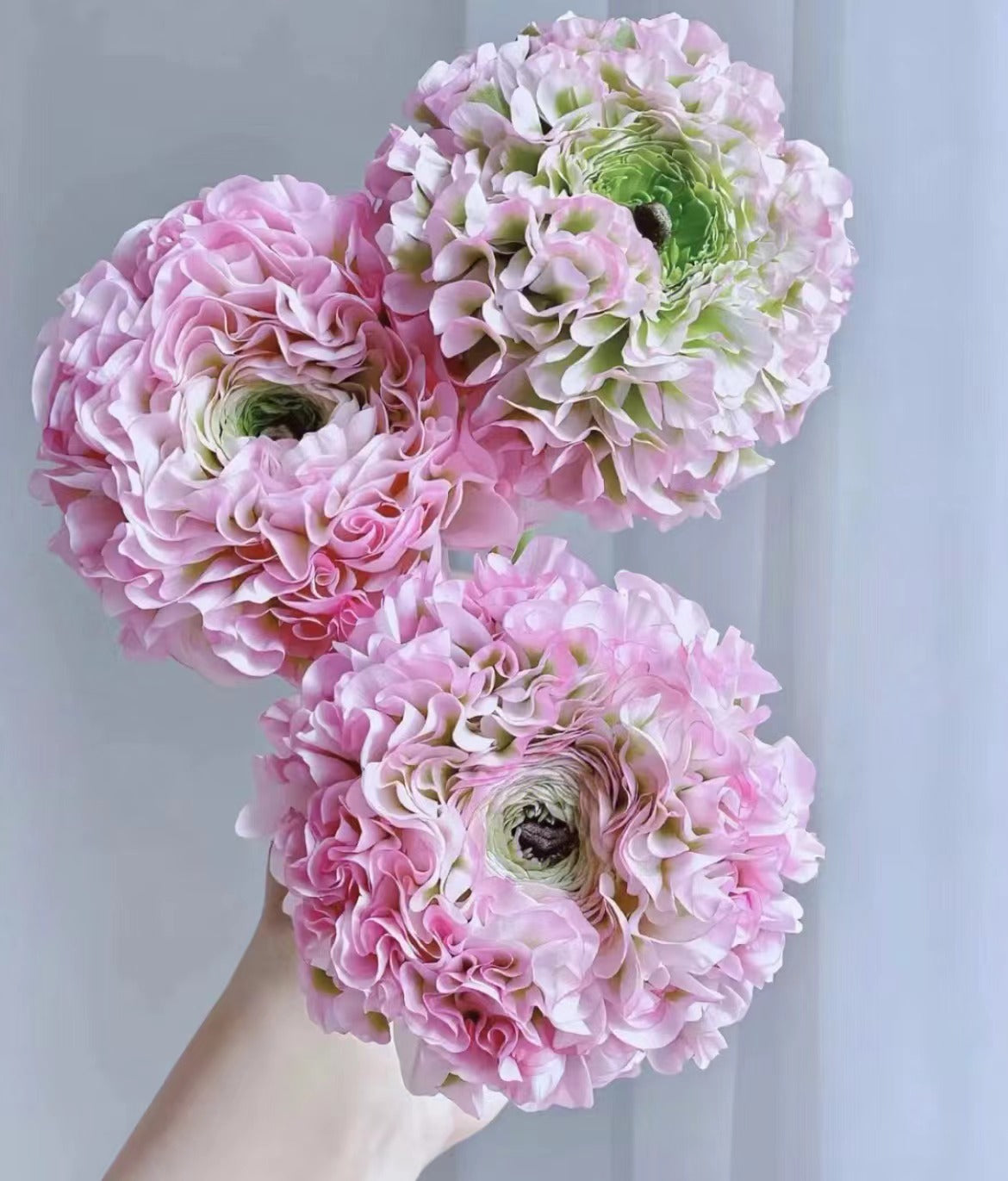 Ranunculus Pon 锦鲤洋牡丹｜5 Stems [CN]