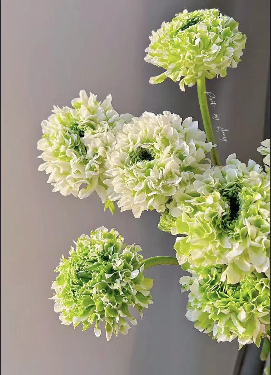 Ranunculus Pon 锦鲤洋牡丹｜5 Stems [CN]
