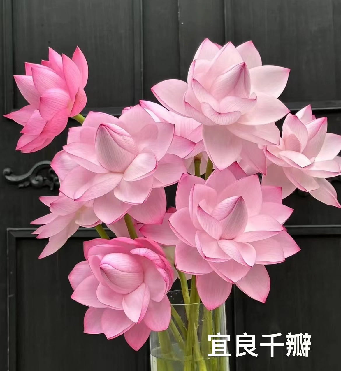 Lotus 宜良千瓣｜5 Stalks [CN]