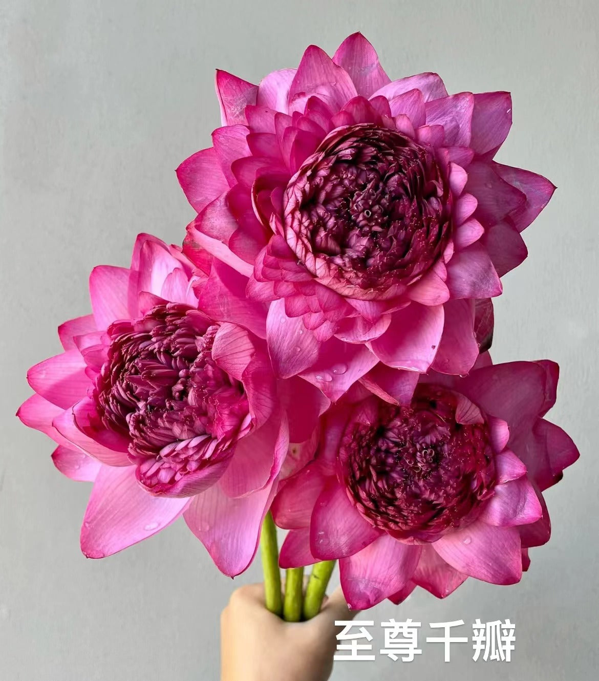 Lotus 至尊千瓣｜5 Stalks [CN]