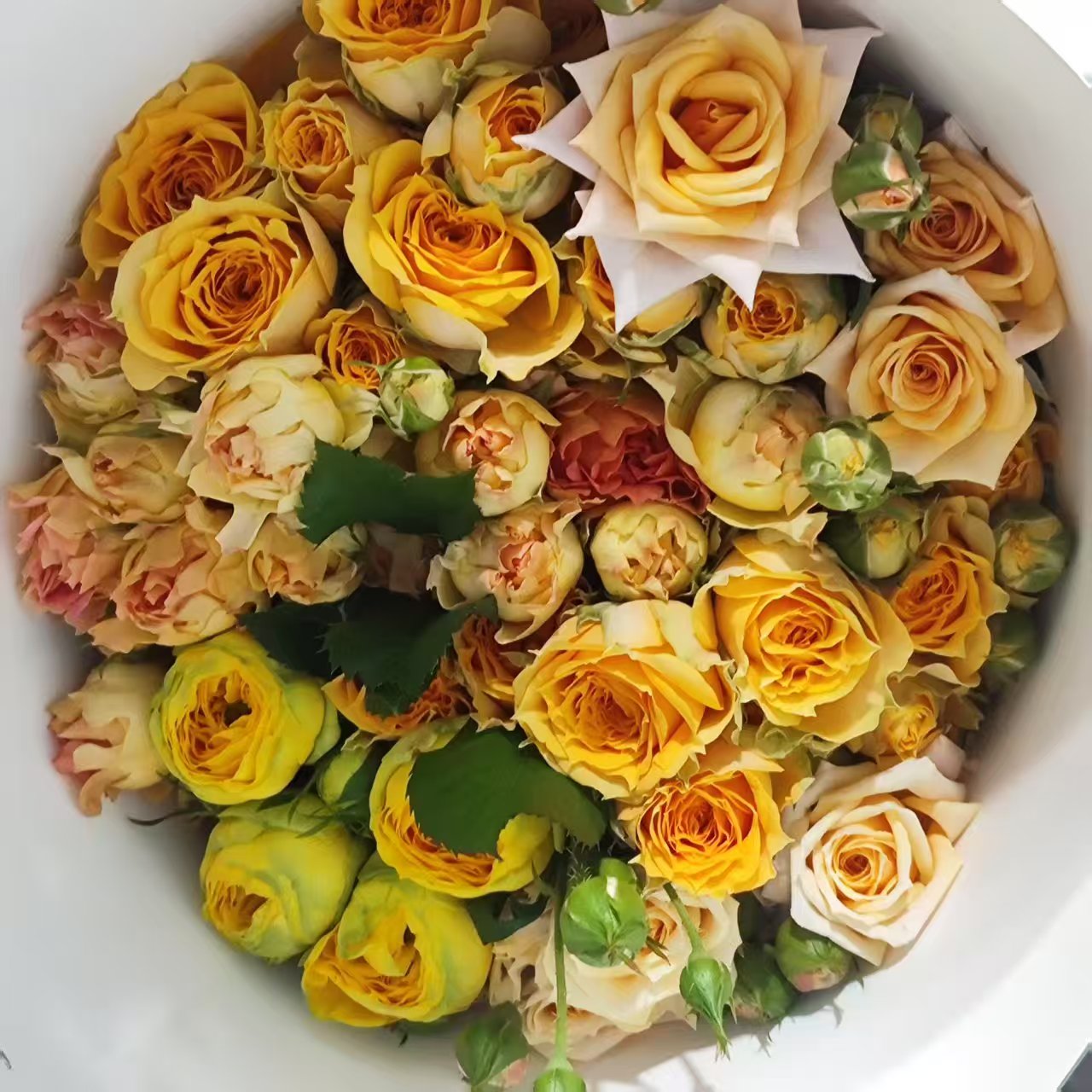 Spray Rose（Mixed Colour）| 10 Stalks [CN]