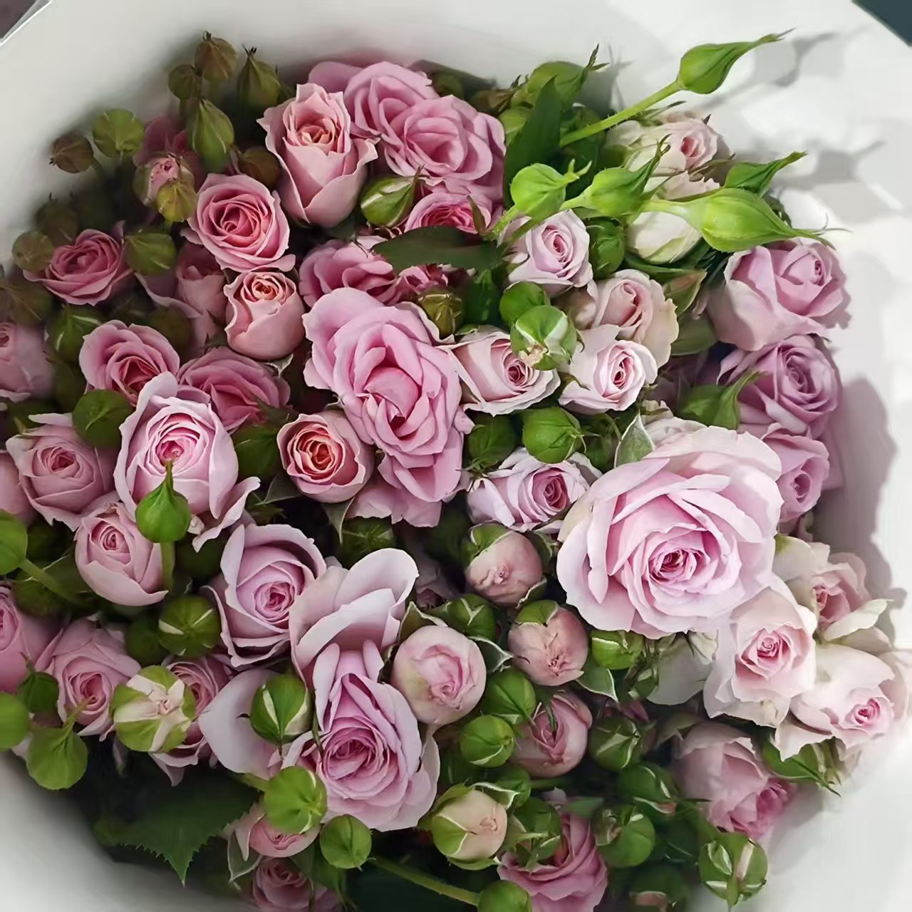 Spray Rose（Mixed Colour）| 10 Stalks [CN]