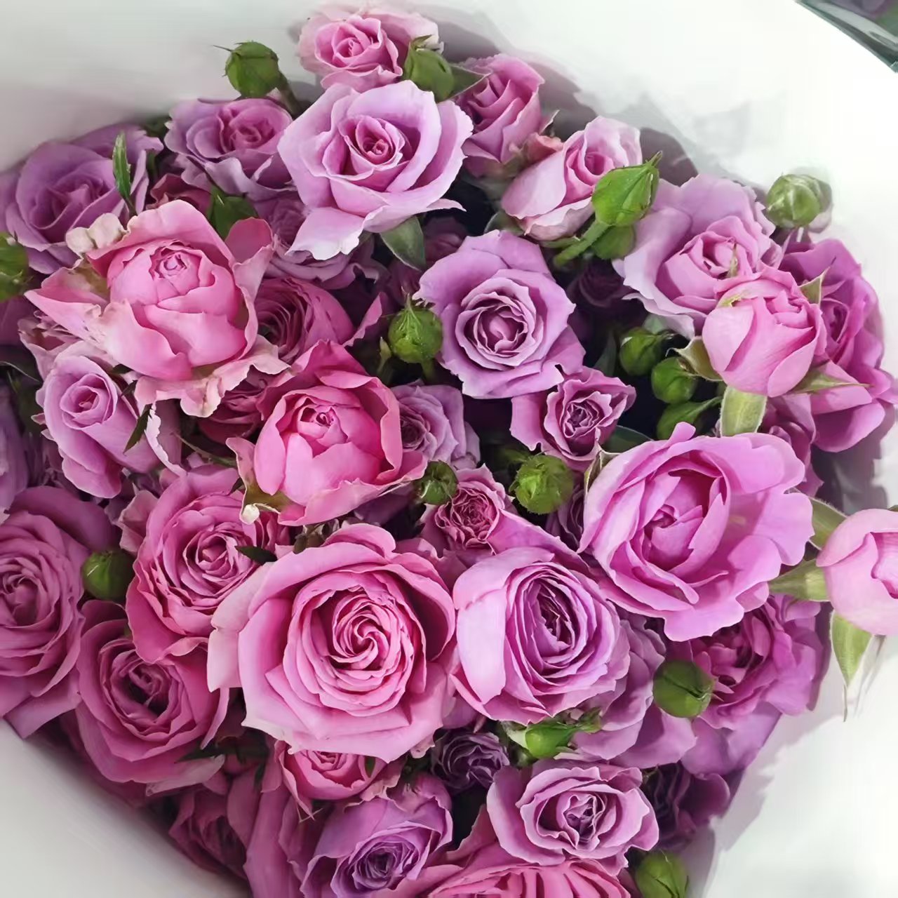 Spray Rose（Mixed Colour）| 10 Stalks [CN]
