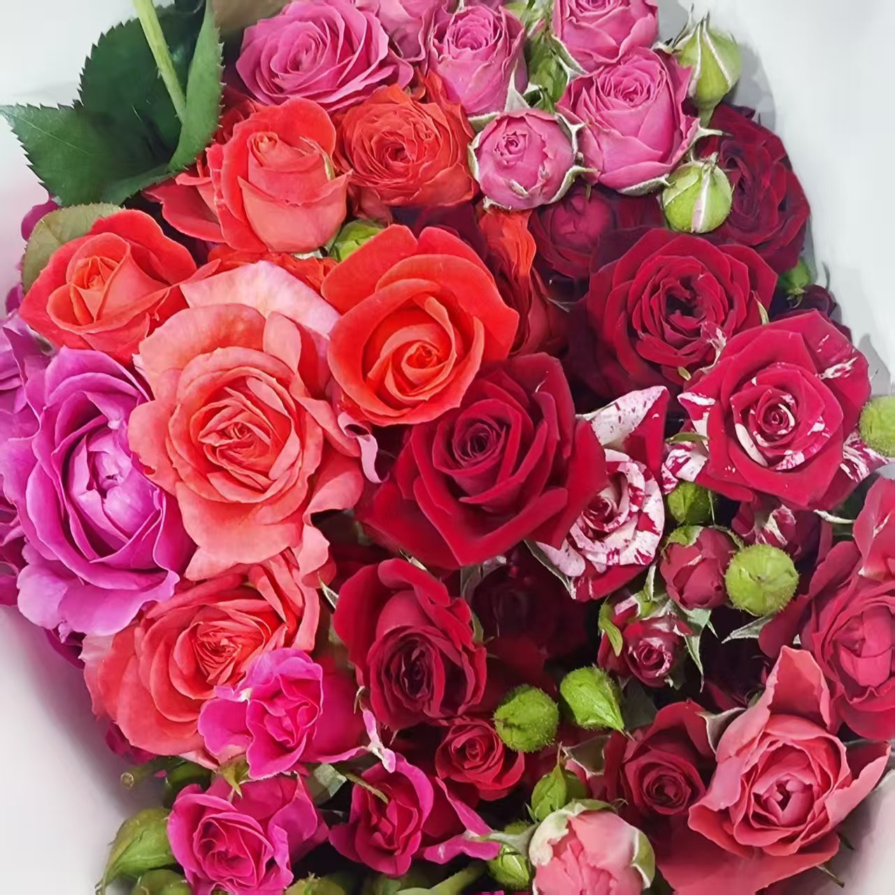 Spray Rose（Mixed Colour）| 10 Stalks [CN]