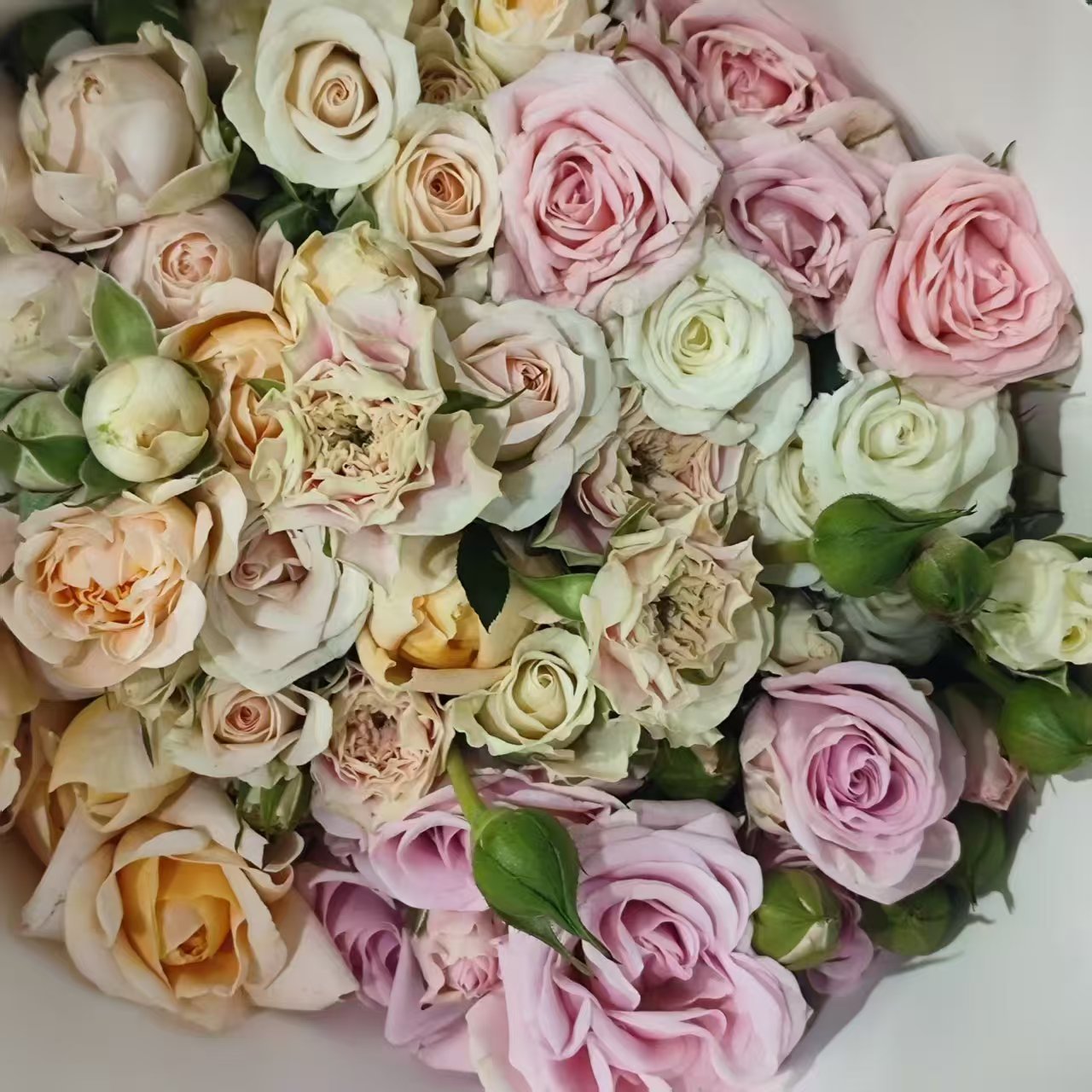 Spray Rose（Mixed Colour）| 10 Stalks [CN]
