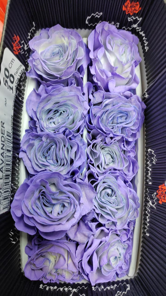Ecuador Rose（Dyed）｜Blue Lavander｜10 Stalks (Pre-order)