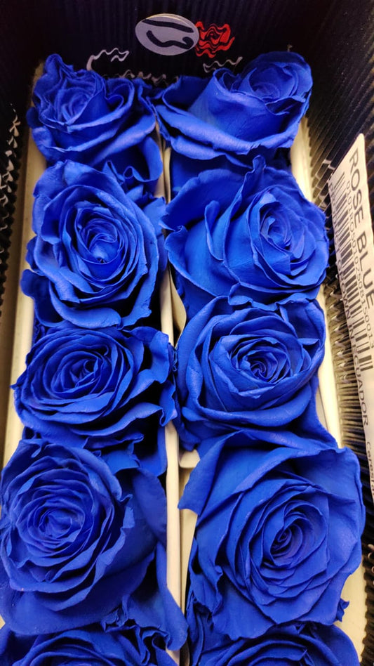 Ecuador Rose（Dyed）｜Blue｜10 Stalks (Pre-order)