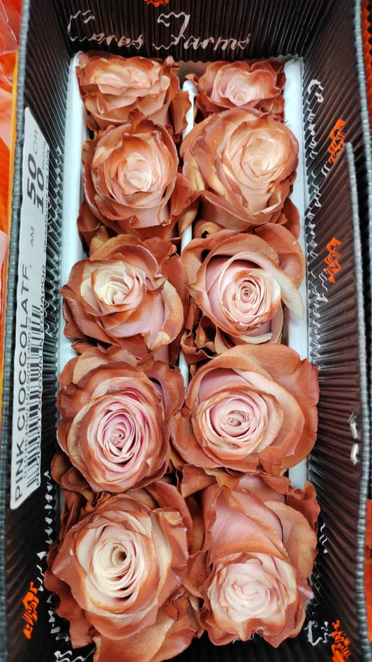 Ecuador Rose（Dyed）｜Pink Chocolate ｜10 Stalks (Pre-order)