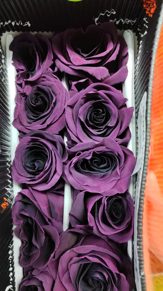 Ecuador Rose（Dyed）｜Prune Amethyst ｜10 Stalks (Pre-order)