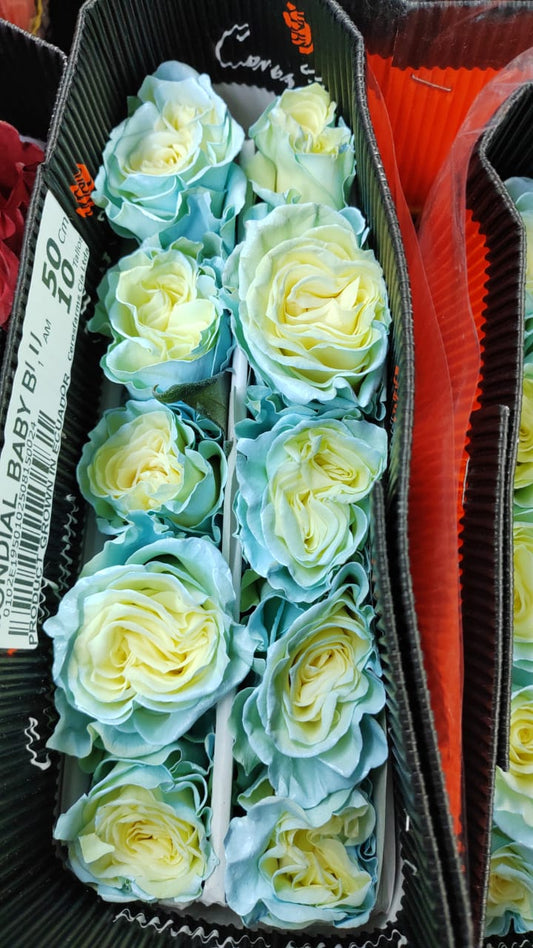 Ecuador Rose（Dyed）｜Baby Blue Tinted ｜10 Stalks (Pre-order)