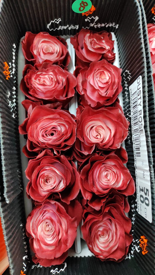 Ecuador Rose（Dyed）｜Dusty Rose｜10 Stalks (Pre-order)