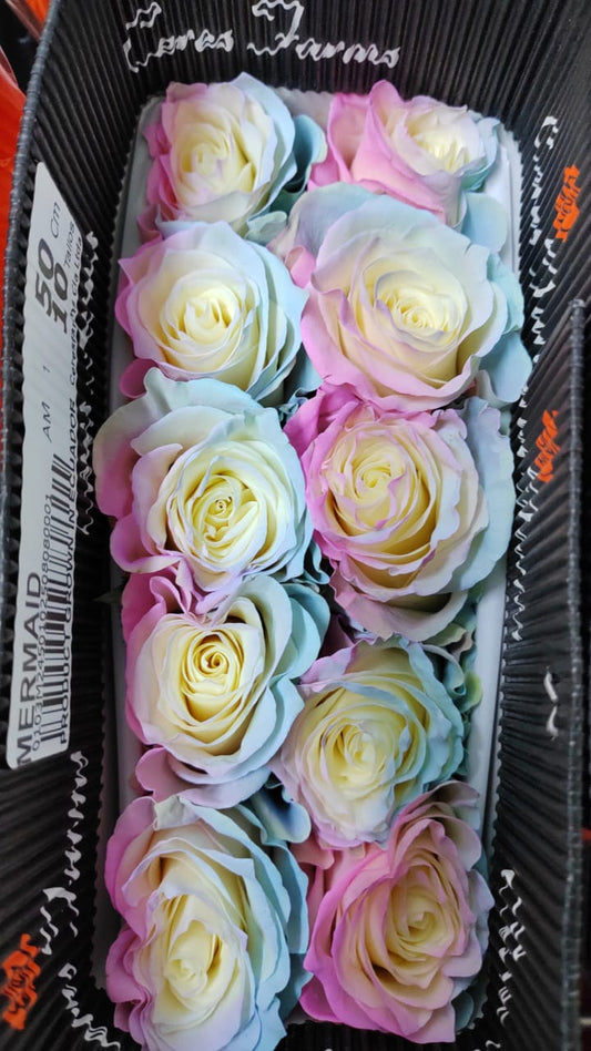 Ecuador Rose（Dyed）｜Mermaid ｜10 Stalks (Pre-order)