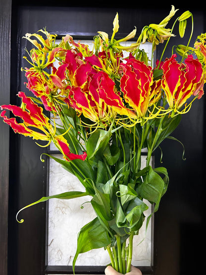 Gloriosa Superba 日本嘉兰｜10 Stalks [Japan]