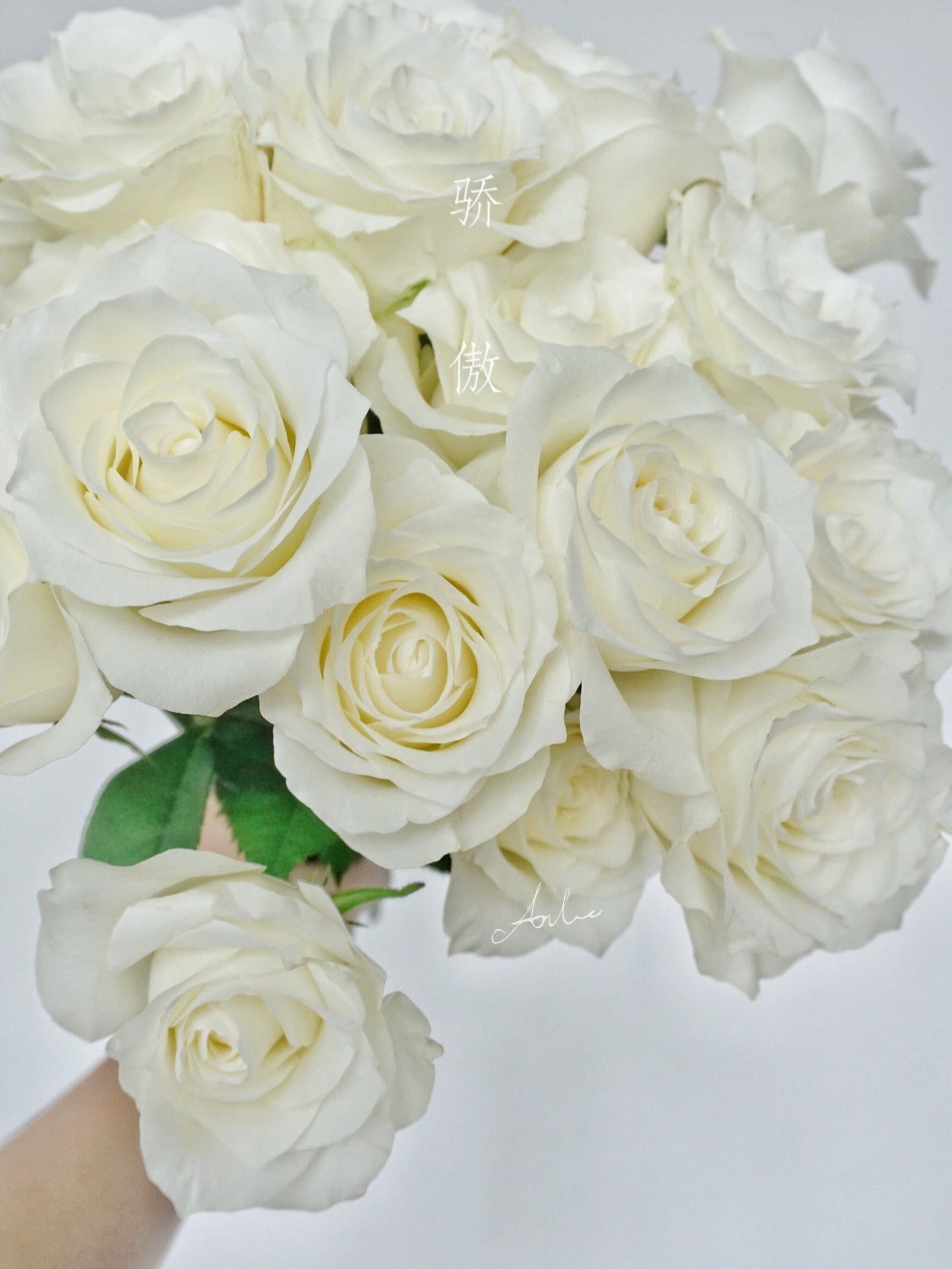 Proud 骄傲｜Rose ｜10/20 Stalks [CN]