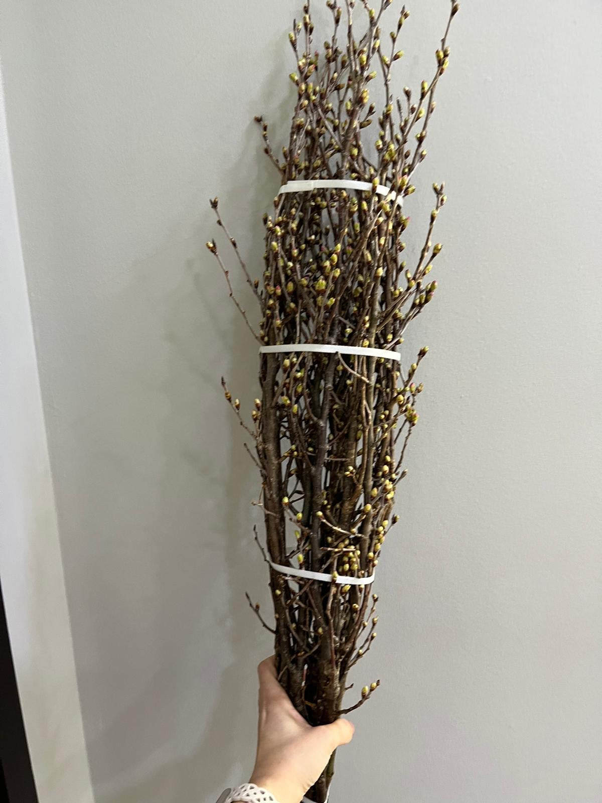 Keio Sakura 日本樱花｜Japan