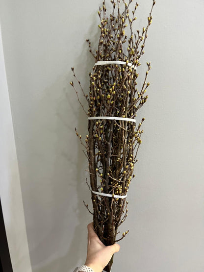 Keio Sakura 日本樱花｜Japan