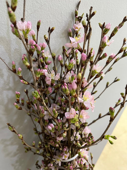 Keio Sakura 日本樱花｜Japan