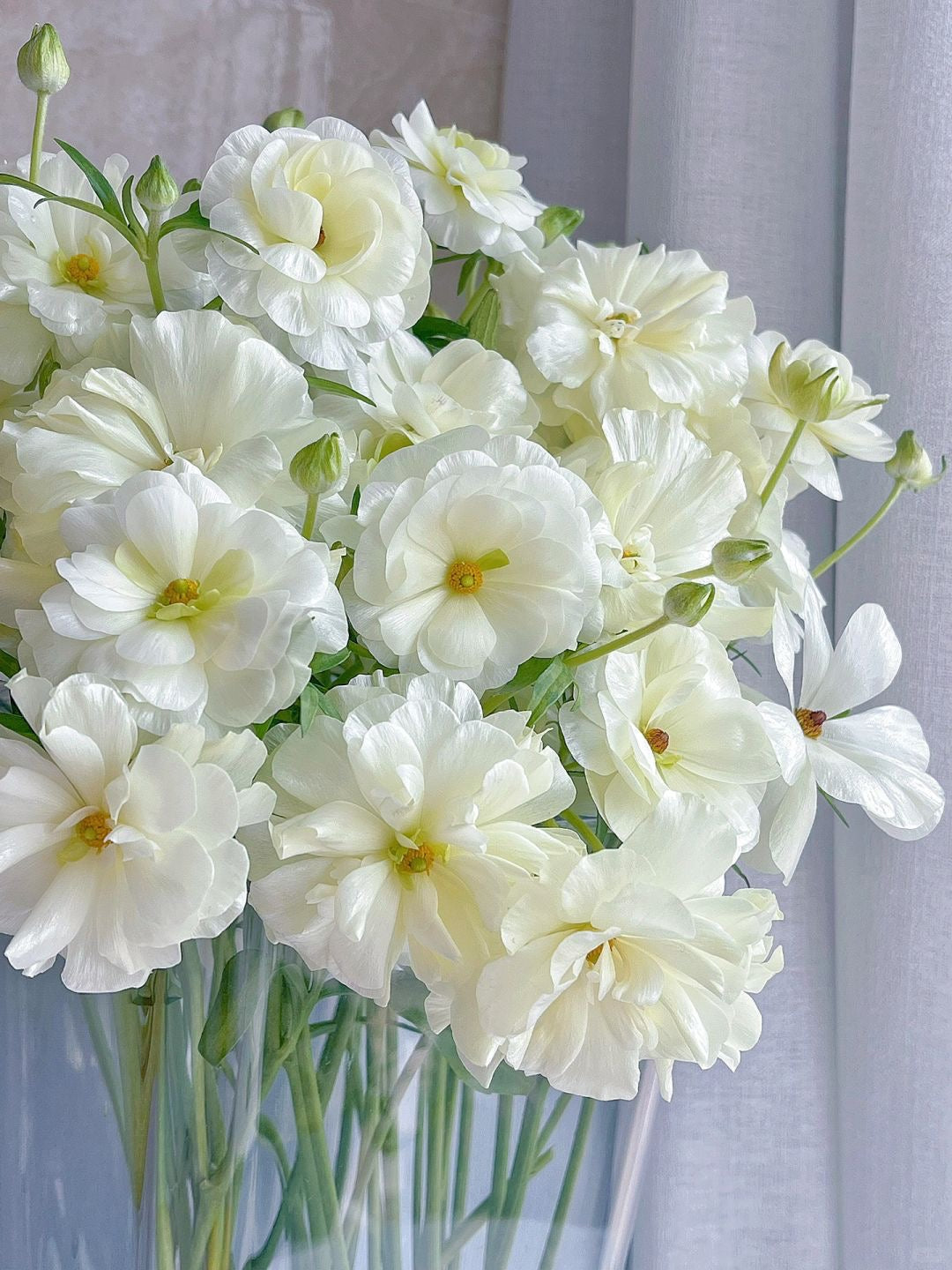 Ranunculus Butterfly ｜1 Bundle