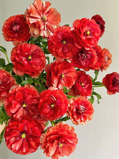 Ranunculus Butterfly 蝴蝶洋牡丹｜1 Bundle [CN]
