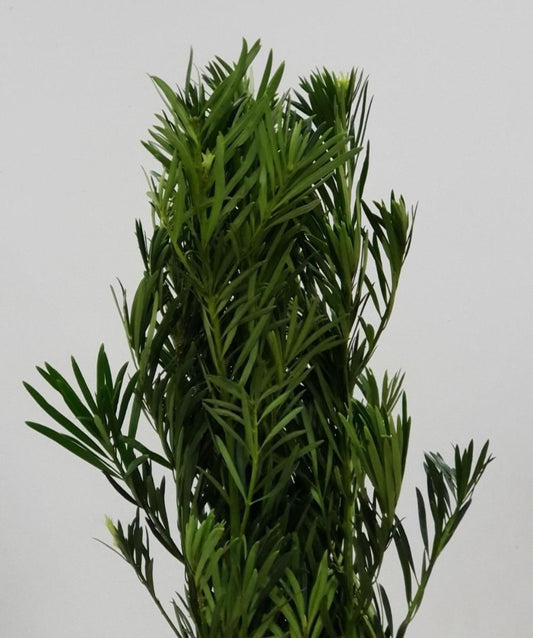 Podocarpus Leaves 罗汉松叶｜1 Bundle [Malaysia]