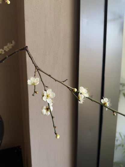 Prunus Mume Pink 梅花｜5 Stalk ｜Japan