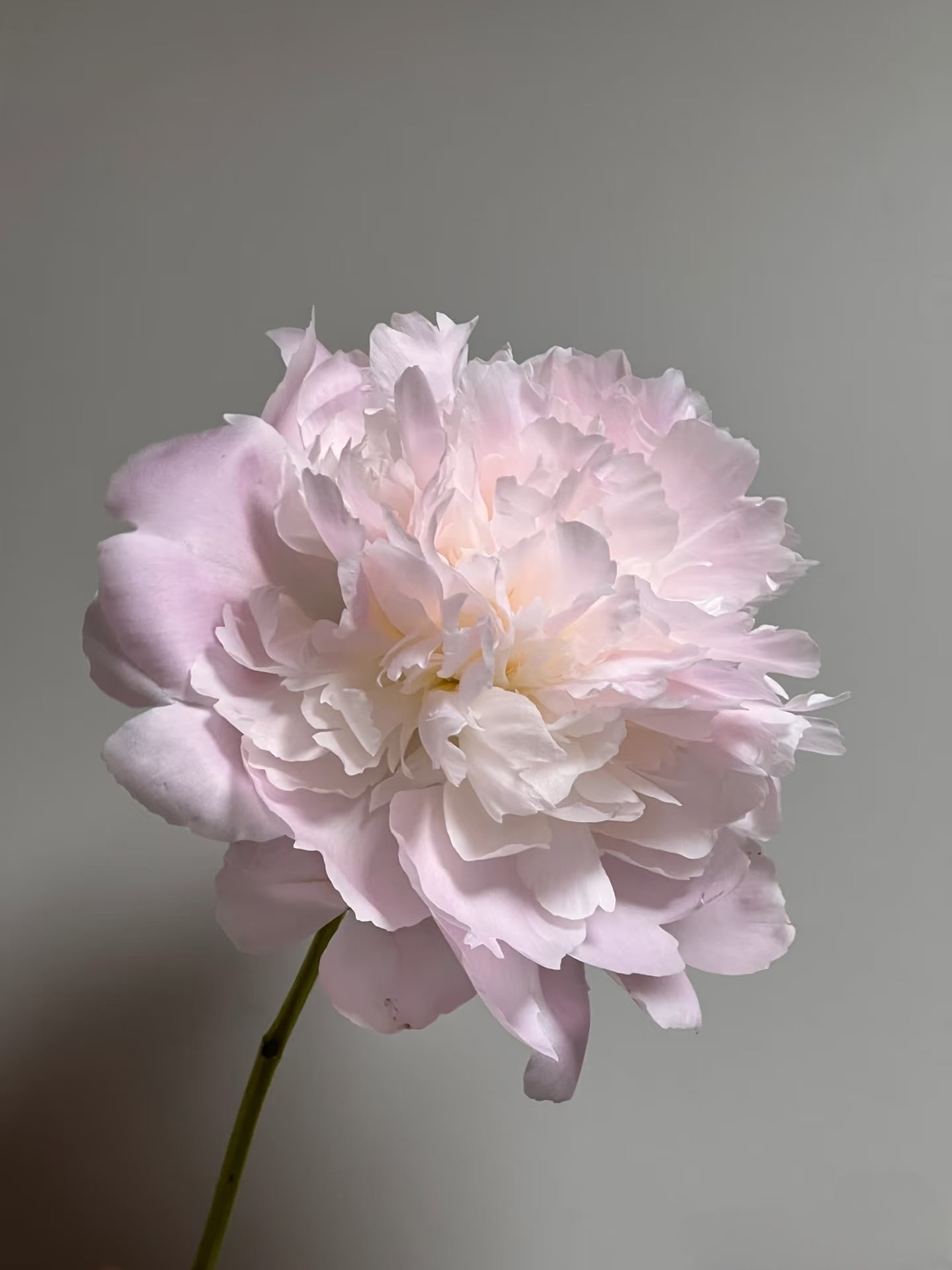 Peony 芍药 – tagged 