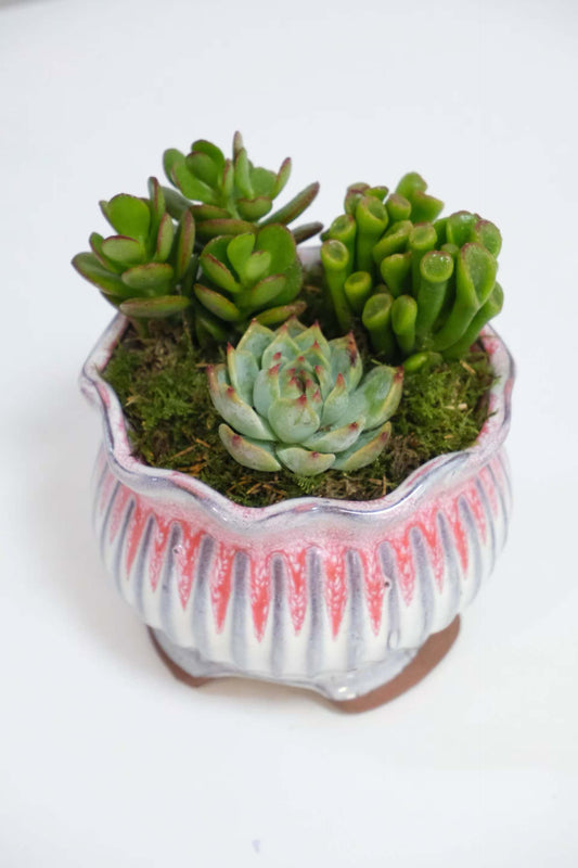 Mini Garden