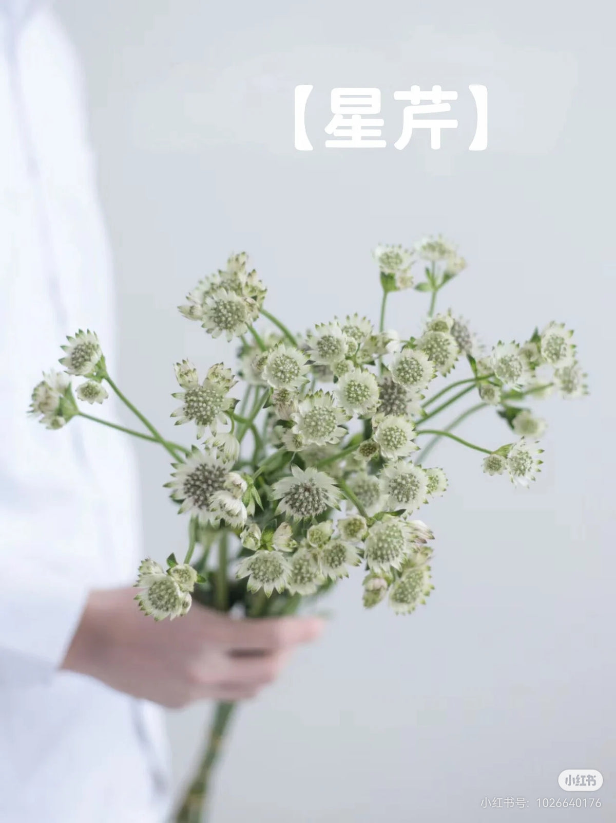 Astrantia 星芹｜5 Stalks [Holland]