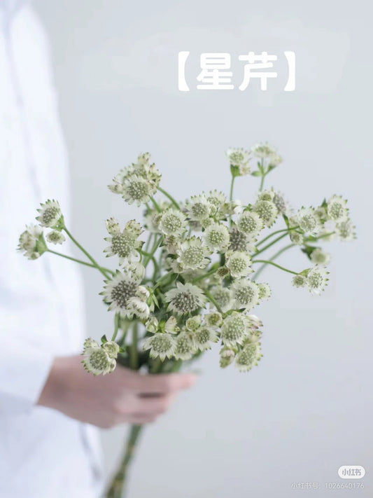 Astrantia 星芹｜5 Stalks [Holland]