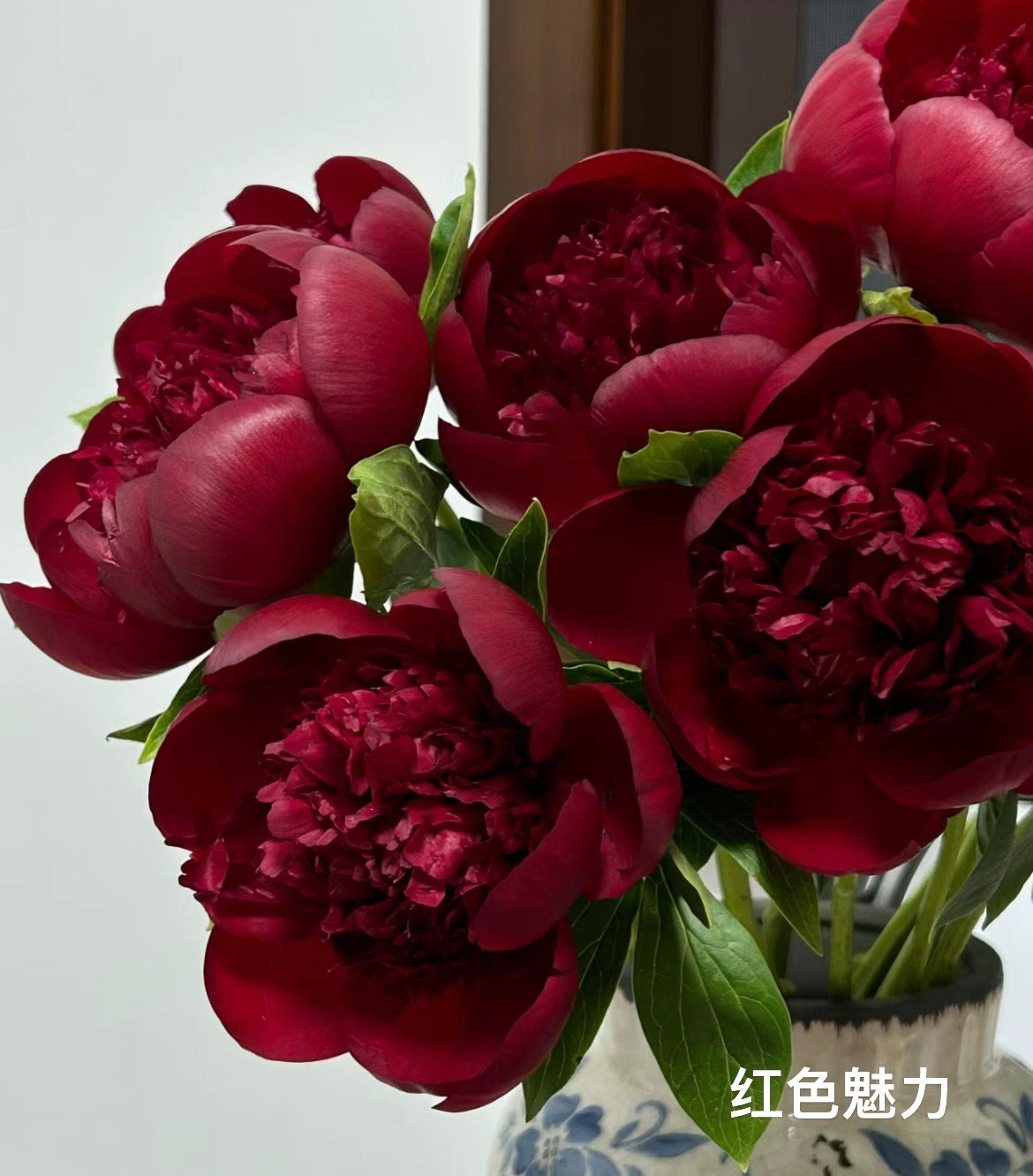 Peony 芍药 – tagged 