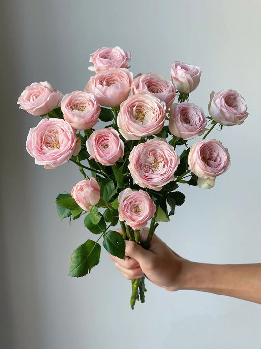 Kupi 酷皮｜Spray Rose｜10 Stalks （Preorder）