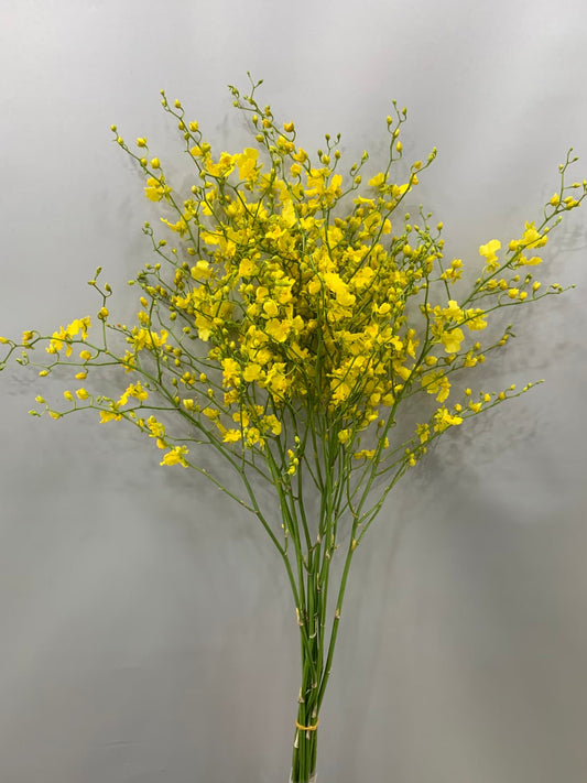 Orchid Onicidium 跳舞兰｜10 Stalks｜Japan