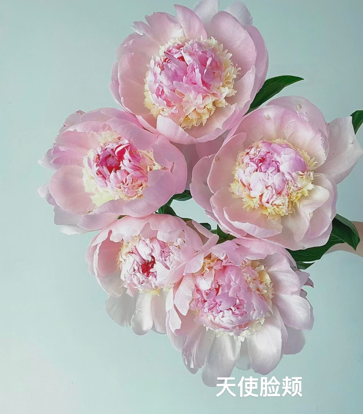 Peony 天使脸颊 ｜5 Stalk [CN]