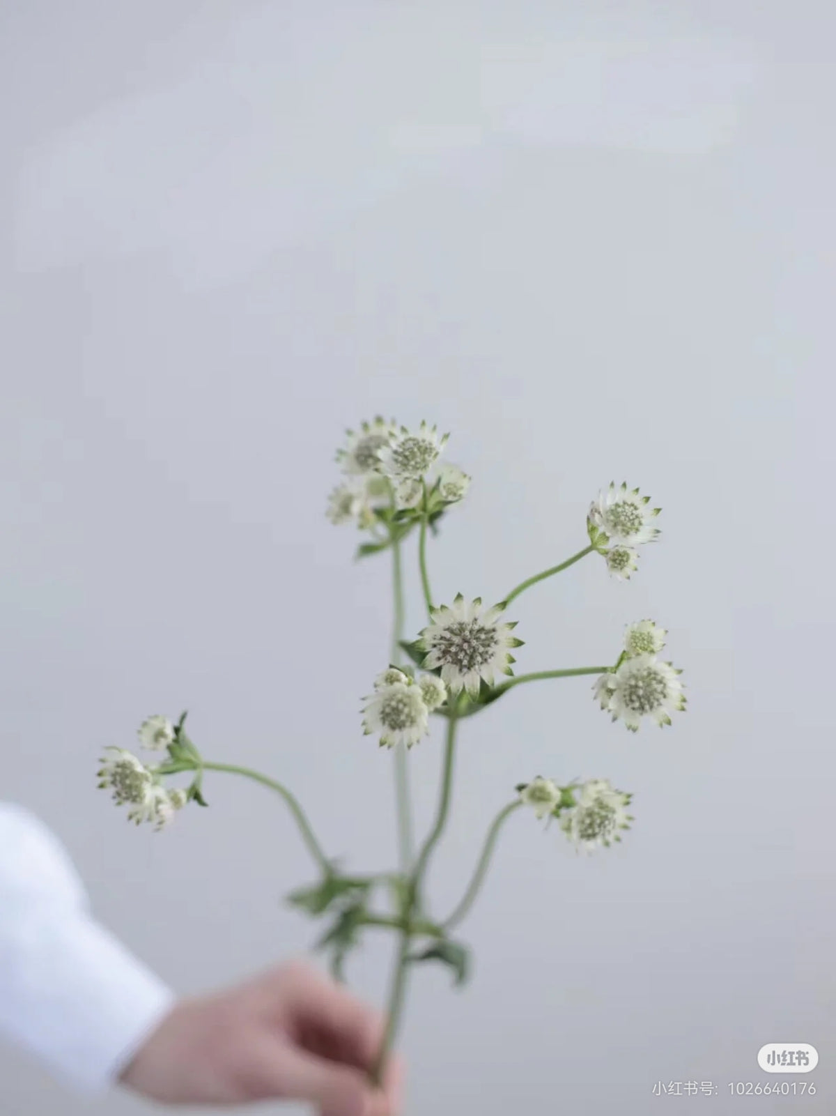 Astrantia 星芹｜5 Stalks [Holland]