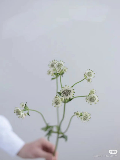 Astrantia 星芹｜5 Stalks [Holland]