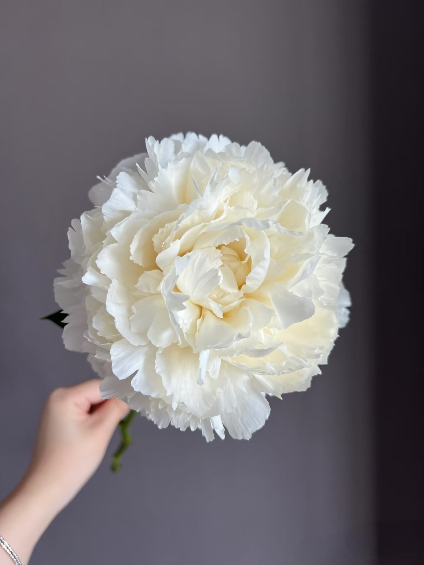 Peony 奶油碗｜5 Stalk [CN]